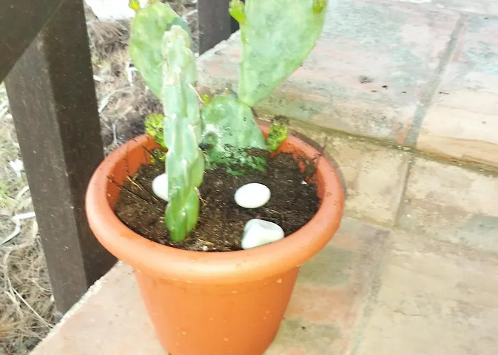 Ferienhaus La Pineta